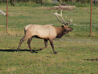 Elk 01