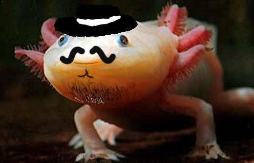 an axolotl with class