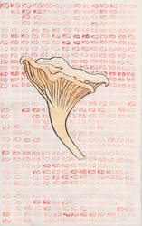 chanterelle