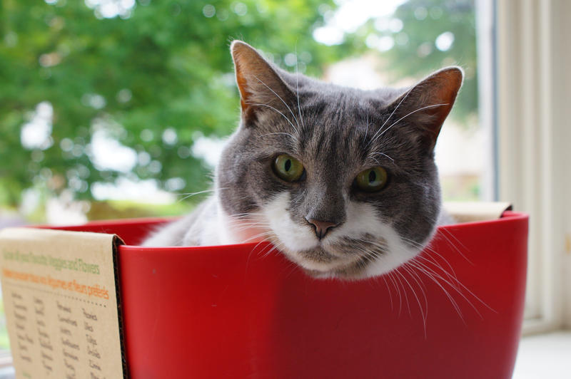 Flower Pot Kitty