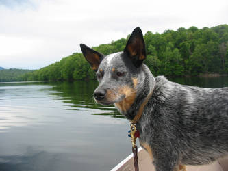 Dog on boat by Buckerange