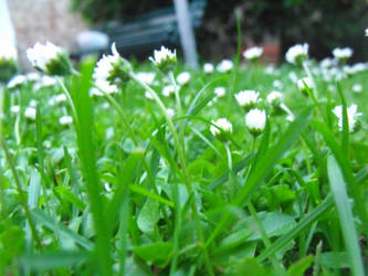 Fresh White Daisies