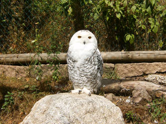 The Snow Owl