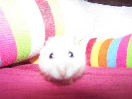 My other hamster