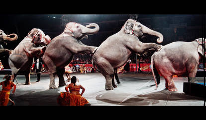 Dance Elephant Bala