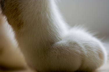 Paw