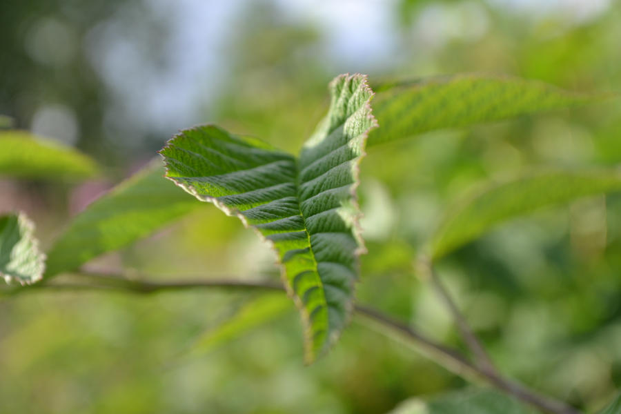 Leaf of Nature