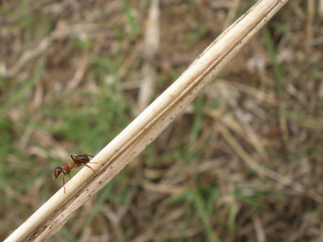 Ant on a Reed