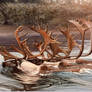 Caribou Crossing