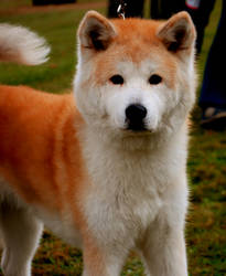 Akita Inu