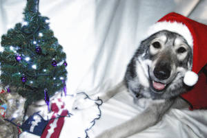 Merry Christmas Everyone ! by 6blackangel66 Merry Christmas Everyone ! by 6blackangel66