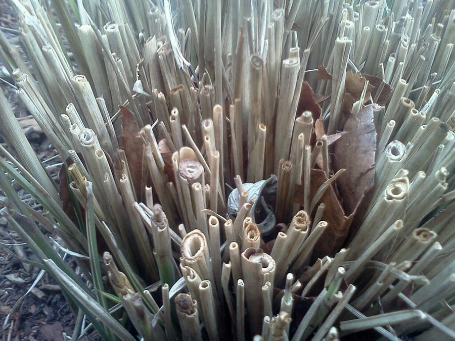 Rotting Reeds And Rushes Destroyed Reeds by eternal-araelys on DeviantArt