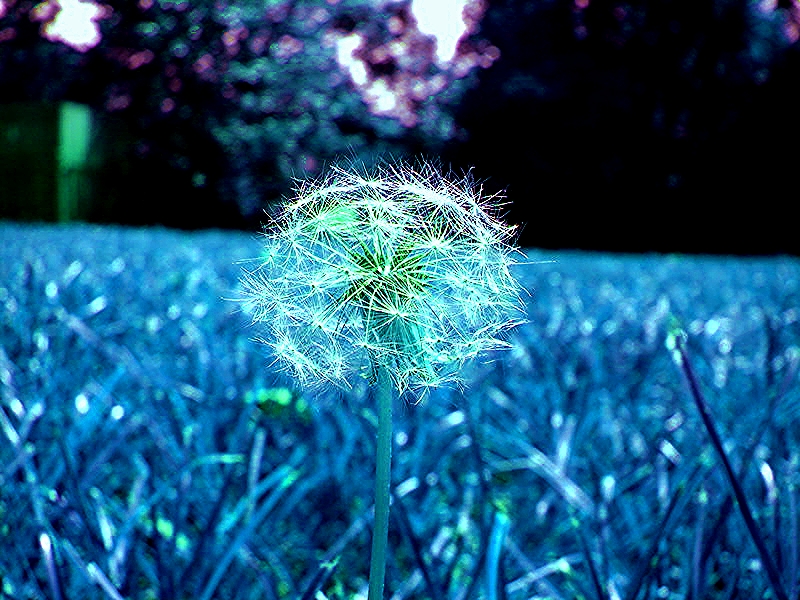 Fireworks Dandelion- Edit