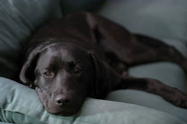 Kira lounging on the couch