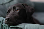 Kira lounging - close up by IceForest