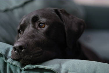 Kira lounging - close up