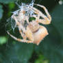 Backyard Barn Spider