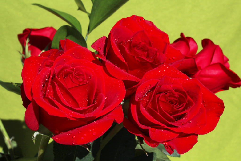 Red Roses Try Three Red Roses by fireangel96 on DeviantArt