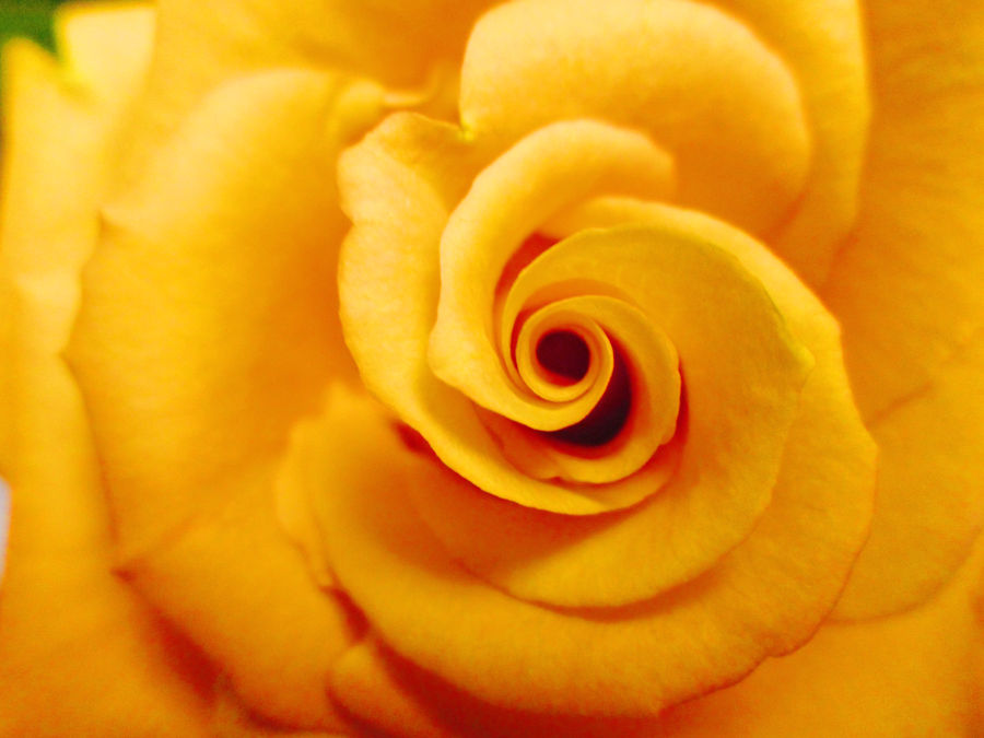 Golden Rose