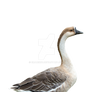 Swan Goose 1