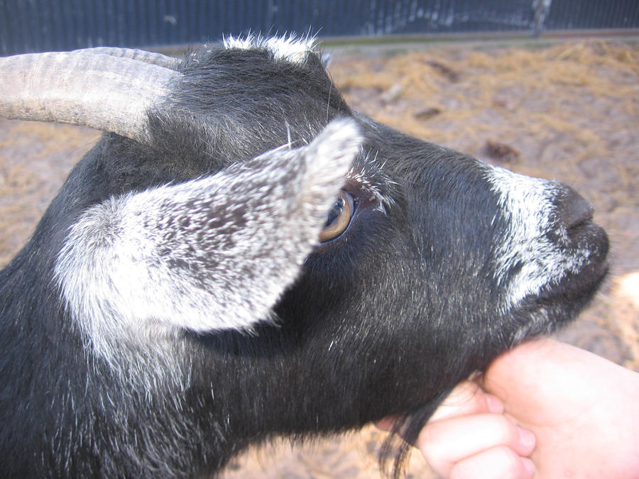 Ruff Goat The Little Goat's Gruff by BluefangAnimal on DeviantArt