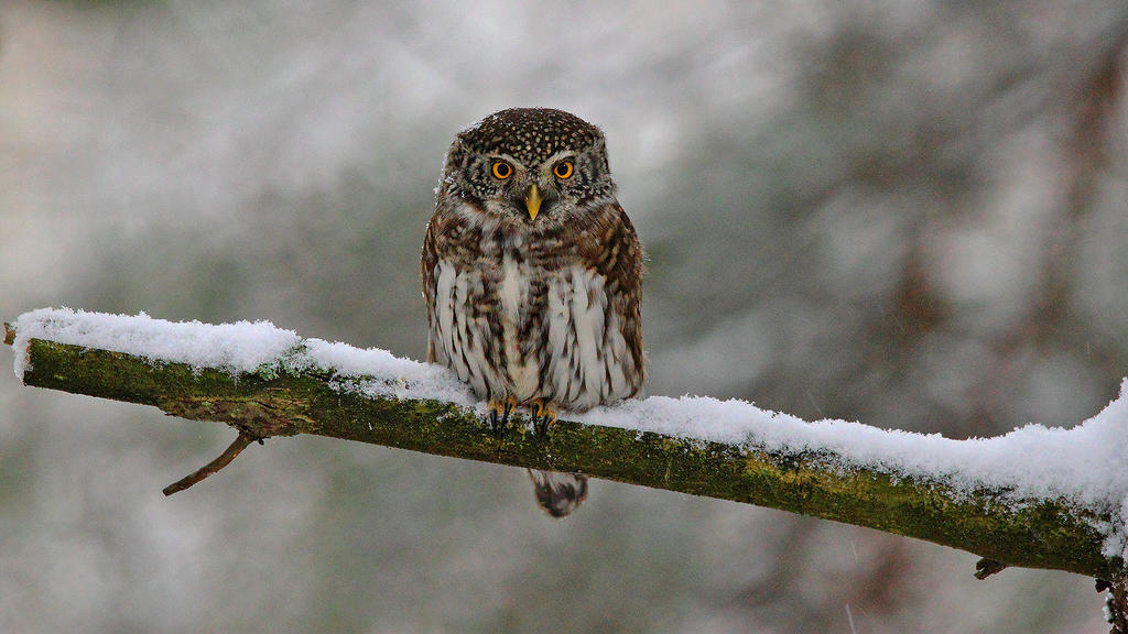 Eurasian Pygmy Owl on guard