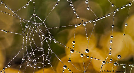 Spider Web Dew