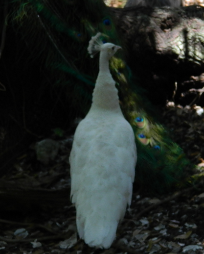 AlbinoPeahen