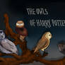 Owls are Gathering