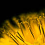 Dandelion head no. 2