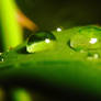 Waterdrops on a leaf no. 2