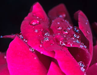 Waterdrops on a rose by luka567