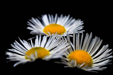 Daisies  II by luka567