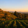 Vineyard bathing in the evening sun