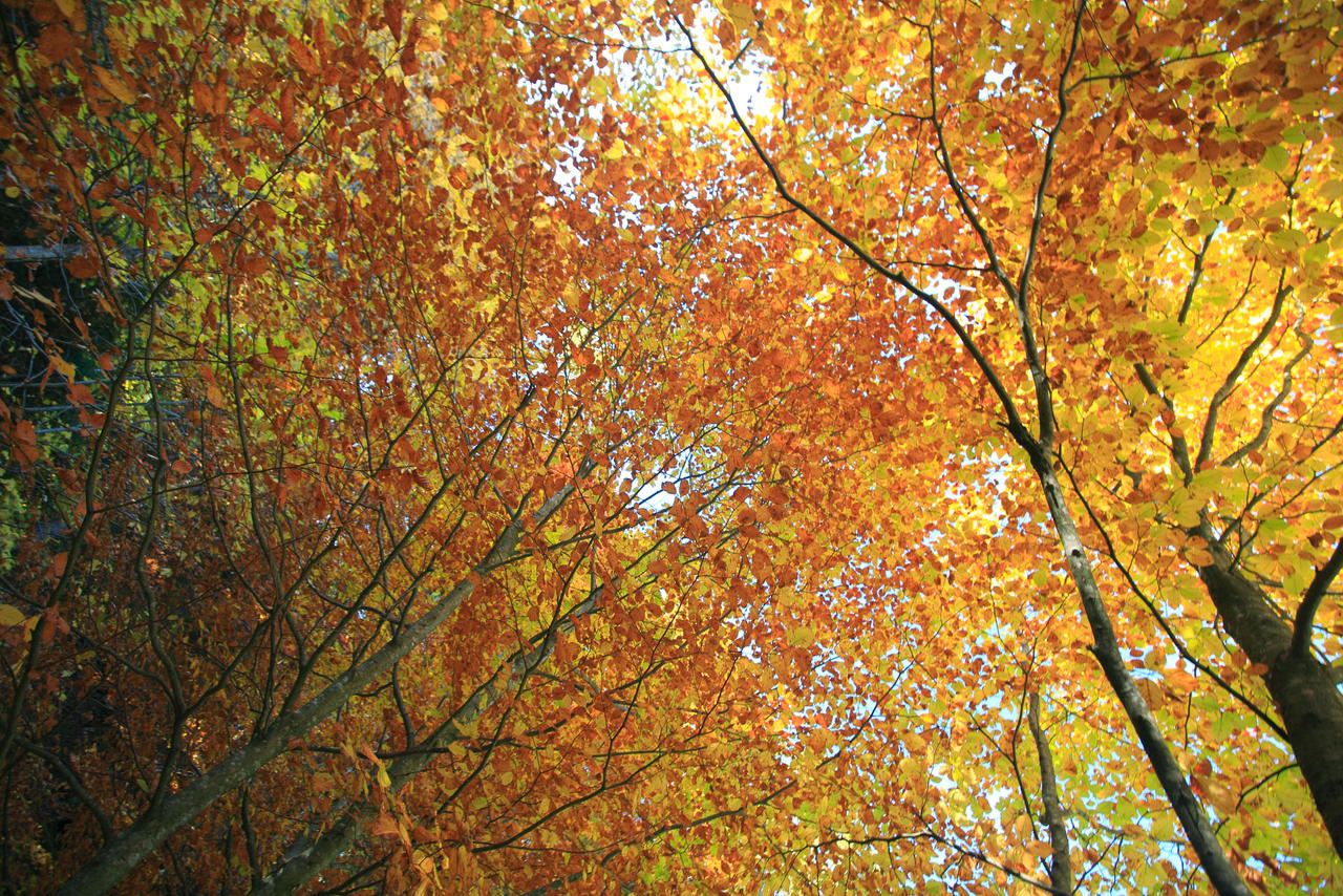 Golden leaves