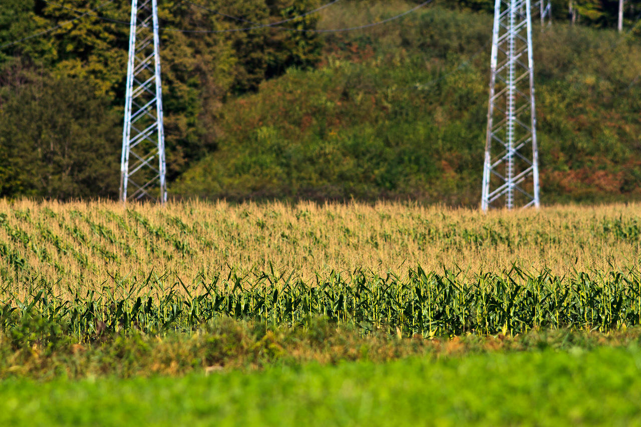 Field of corn