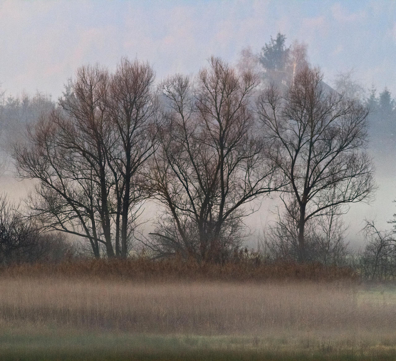 Trees in the morning mist