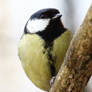 The great tit