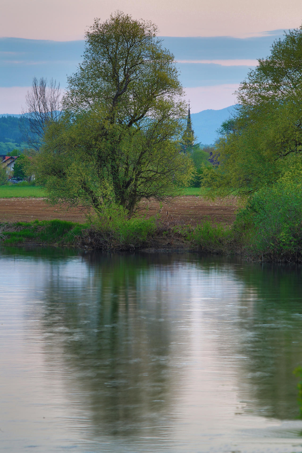 Tree at the riverside