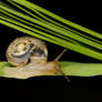 Snail on a grass