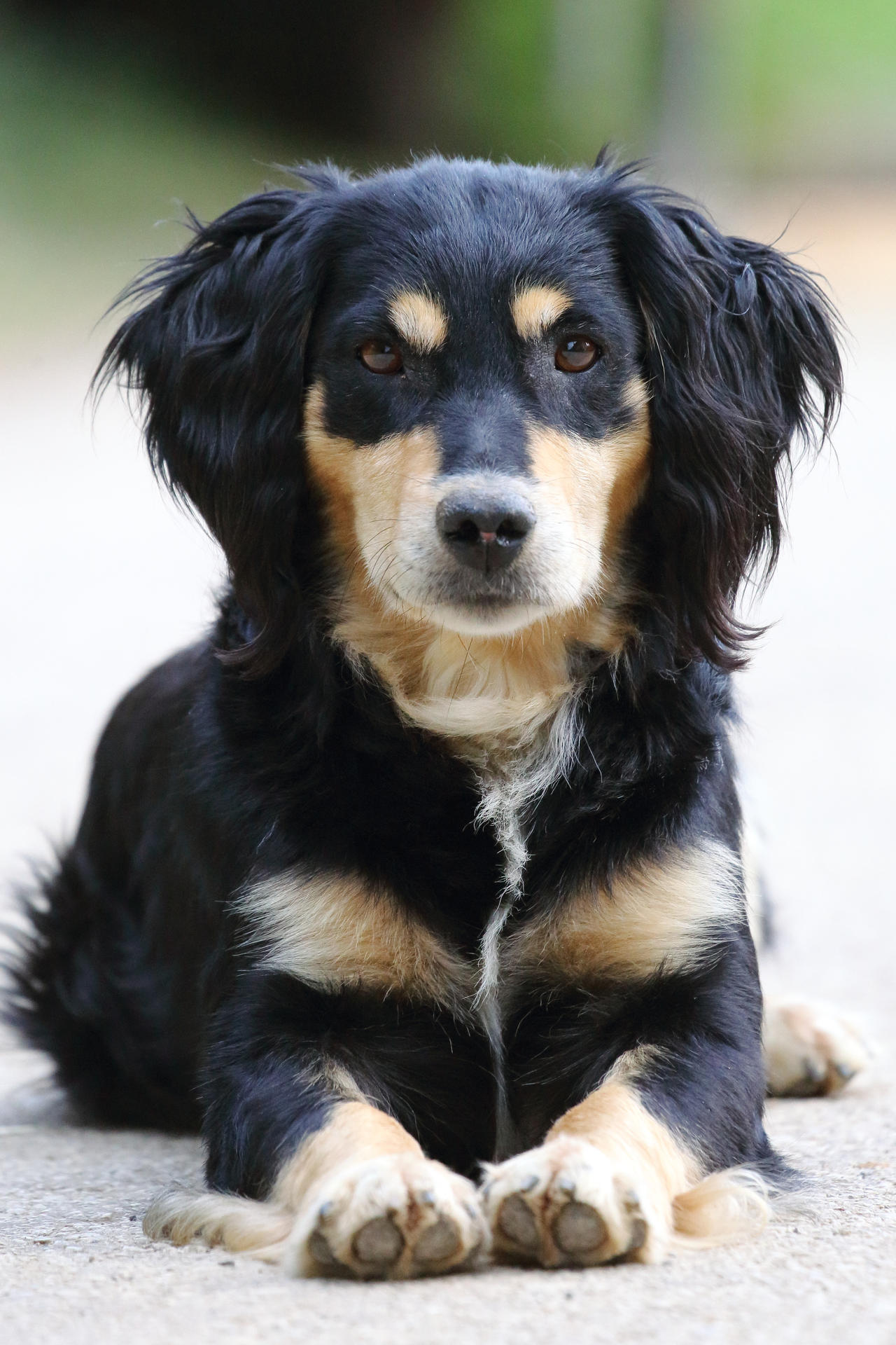 Timi waiting to go for a walk