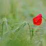 Red papaver