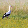 Stork on the meadow