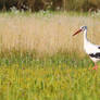 Stork on the meadow