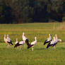 Storks on the meadow