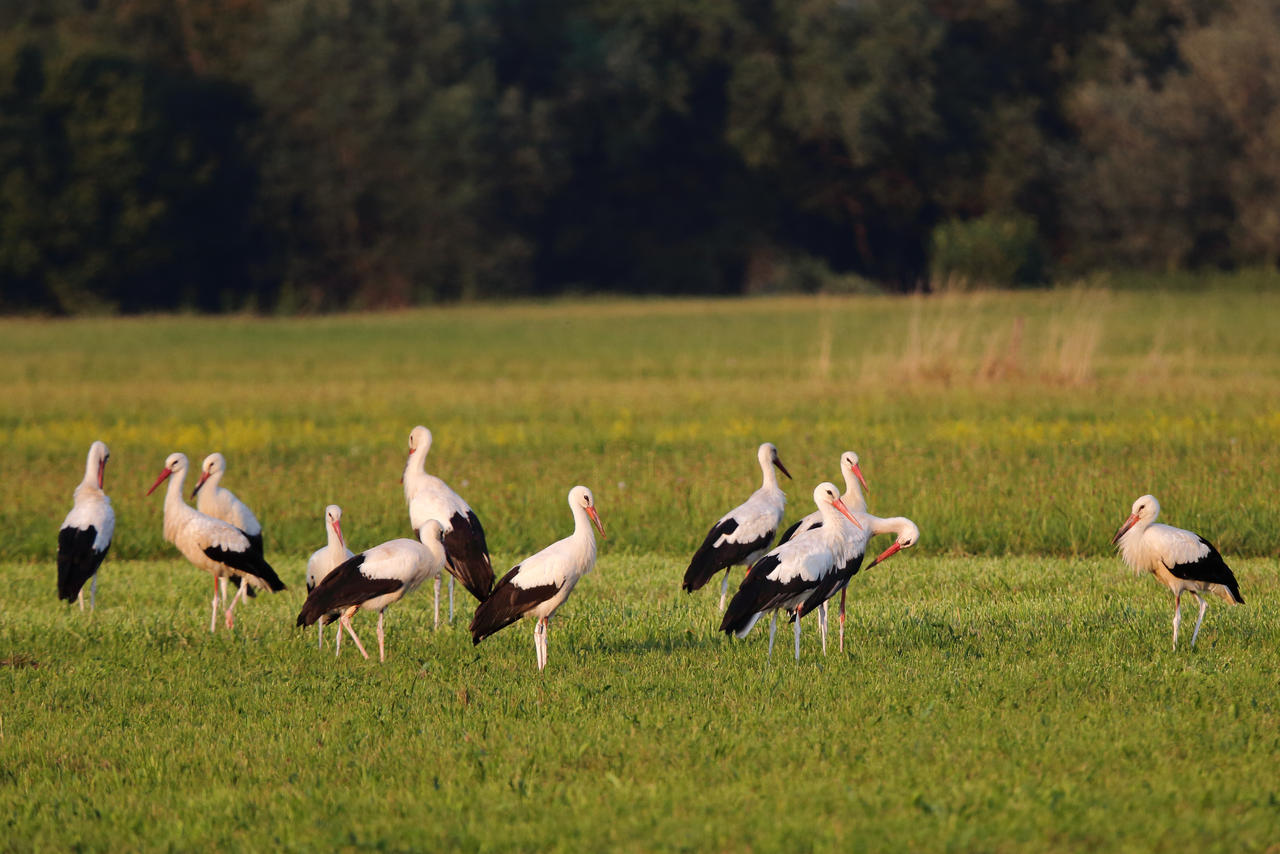 Storks on the meadow