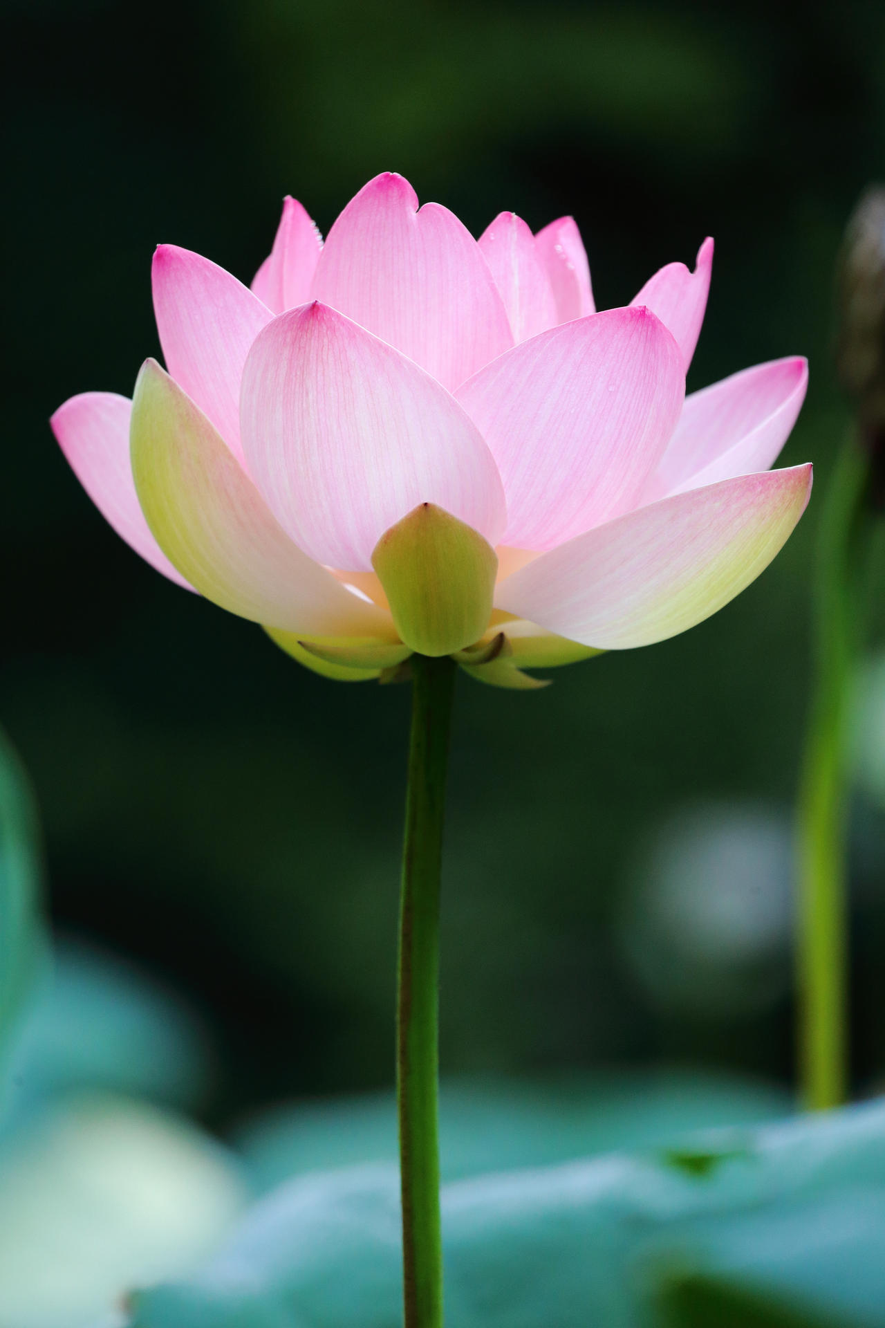 Lotus flower