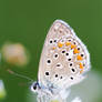 Butterfly on the flower