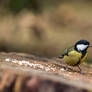 Great tit with food