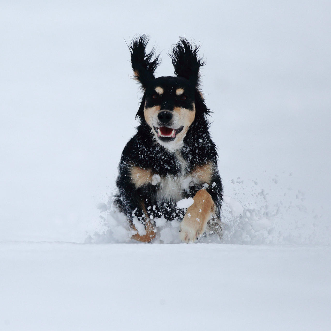 Timi in the snow